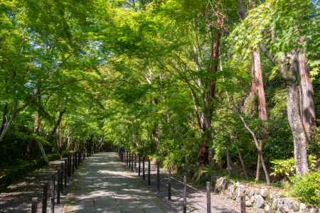 春の光明寺　参道２