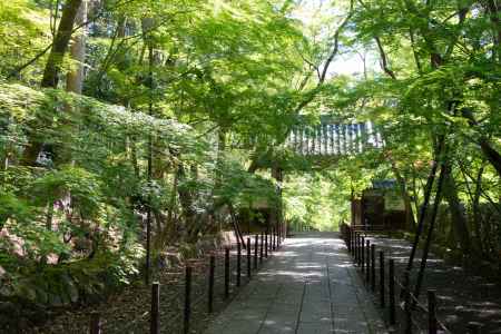 光明寺　薬医門まで