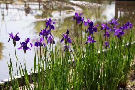 長岡天満宮　皐月の菖蒲