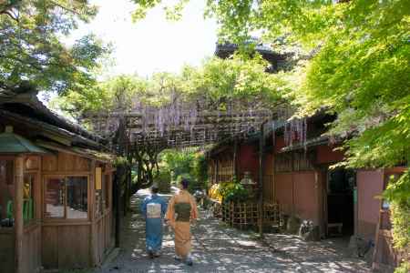 錦水亭　着物と藤