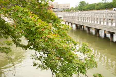 長岡天満宮　もみじの花