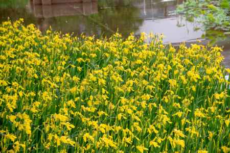 一面の黄菖蒲