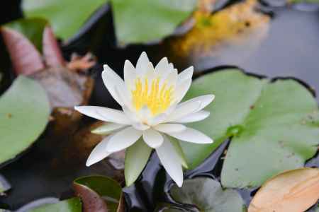 十輪寺に白く咲く