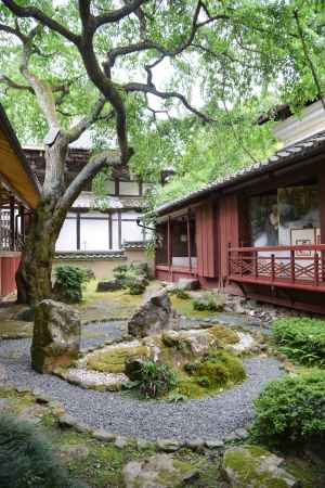 十輪寺　業平桜