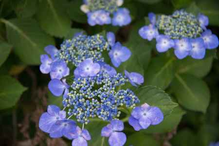 十輪寺　額あじさい
