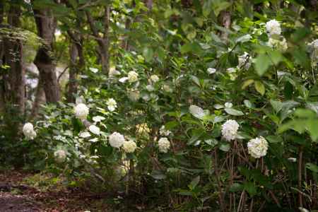 十輪寺　道に咲くアジサイ