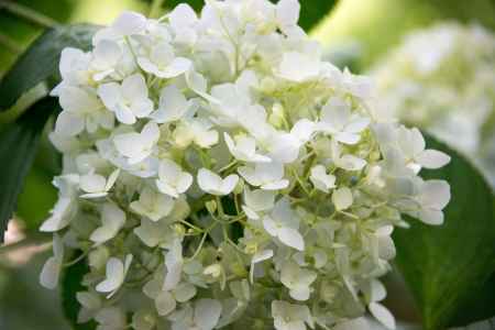 十輪寺　白く可憐に