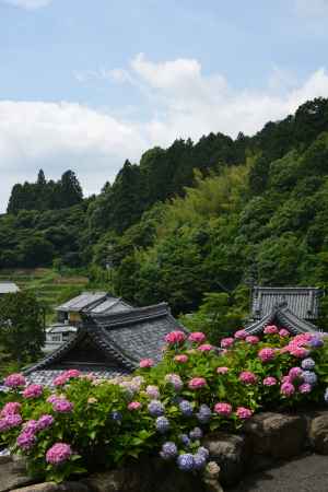 柳谷観音　山と紫陽花