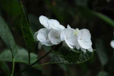 柳谷観音　白く可憐に