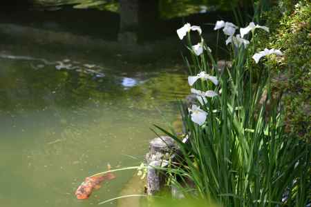 梅宮大社　鯉と菖蒲