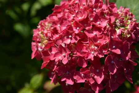 梅宮大社　色めく赤