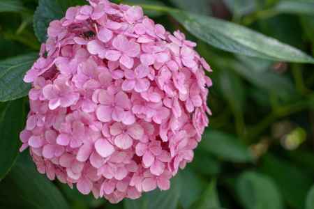 梅宮大社　初夏ピンク