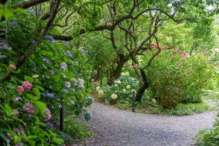 梅宮大社　紫陽花の小径