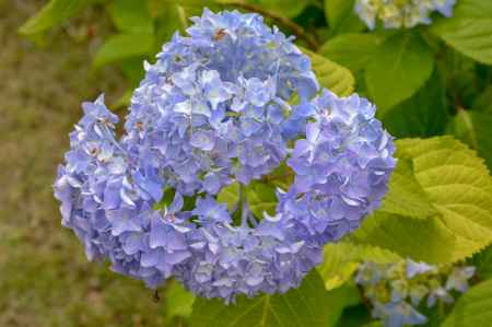 渉成園　初夏の彩り