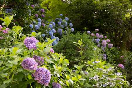 善峯寺　連なるパステルカラー