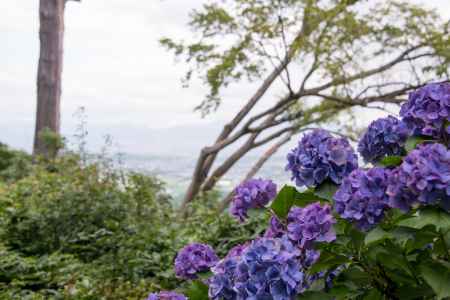 善峯寺　アジサイ越しに