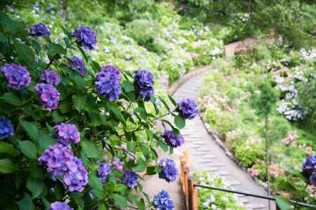 善峯寺　色濃きムラサキ
