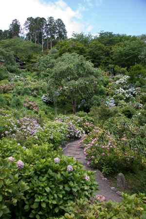 善峯寺　山を埋め尽くす紫陽花