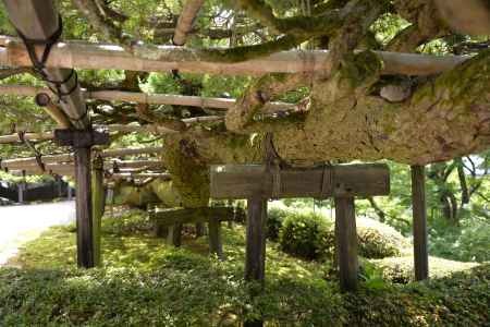 善峯寺　松の腹面