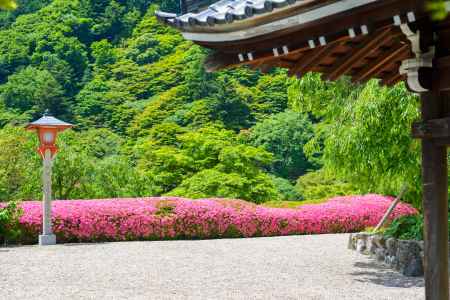 釈迦堂の横に並ぶつつじ