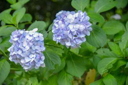 紫陽花　双子