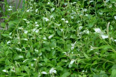 京都府立植物園　半夏生