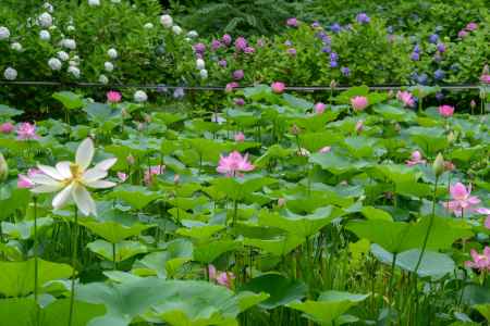 水面に浮かぶ花々