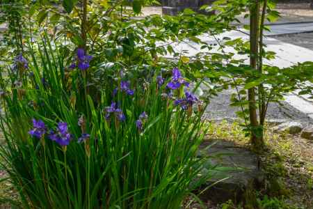 今宮神社 密かに咲く菖蒲