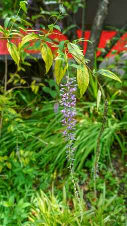 ゑんま堂にひそむフジウツギ