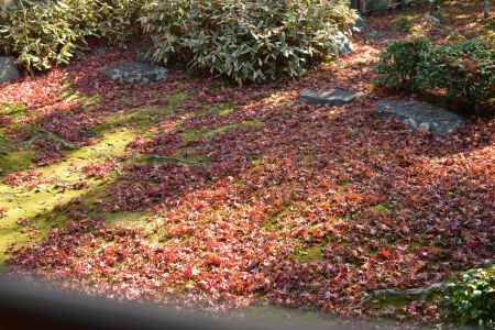 落葉絨毯