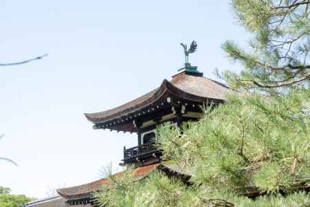 鳳凰　羽ばたく