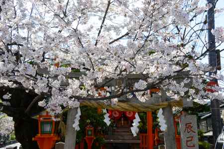 サクラと辰己神社
