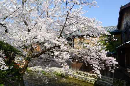 白川沿いのサクラ