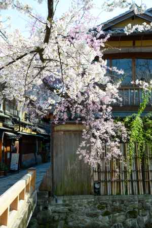 白川に舞うピンク