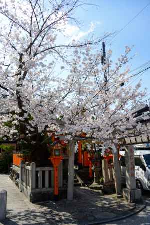 空とサクラと神社