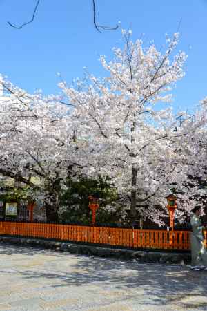 朱と青とピンク