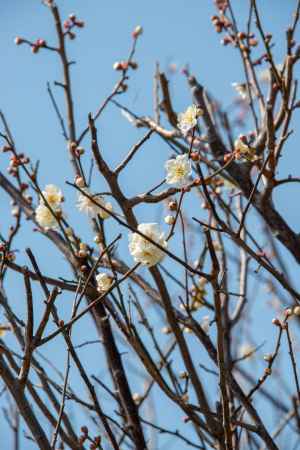 勝竜寺城公園　白梅ちらり