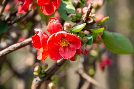 神足ふれあい町家　早春の赤