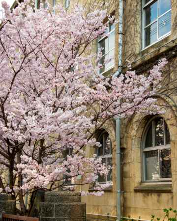 旧成徳中学校春めき桜1