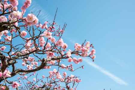 長岡天満宮・梅と空