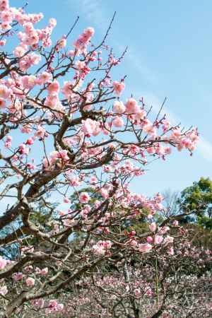 長岡天満宮・空に伸びる梅枝