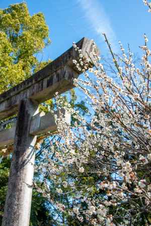 長岡天満宮・鳥居と白梅