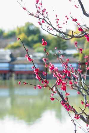 長岡天満宮・池上の紅梅