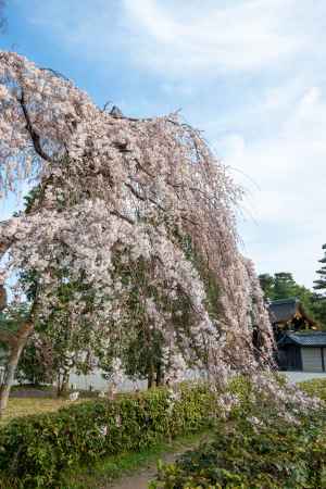 京都御苑　近衛邸跡の枝垂れ桜1