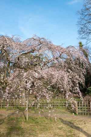 京都御苑　近衛邸跡の枝垂れ桜3