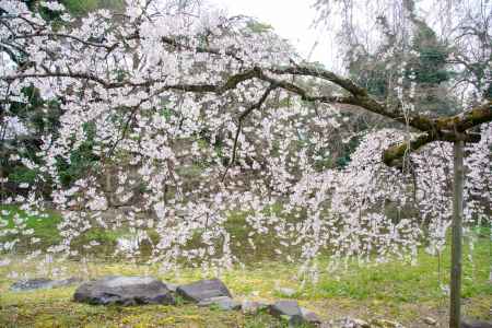 京都御苑　近衛邸跡の枝垂れ桜3/16-2