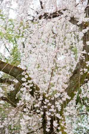京都御苑　近衛邸跡の枝垂れ桜3/16-8