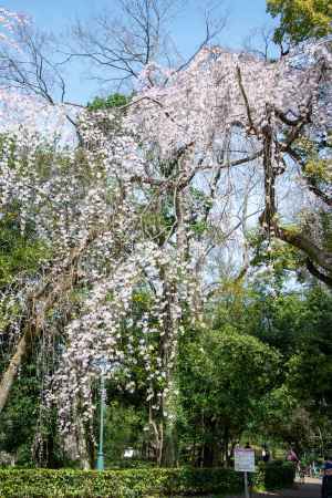 京都御苑　近衛邸跡の枝垂れ桜3/17-6