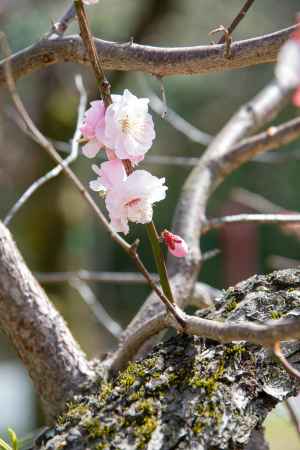 京都御苑　サクラサク