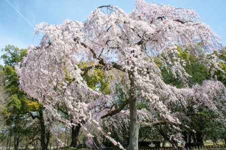 京都御苑　出水の桜-2